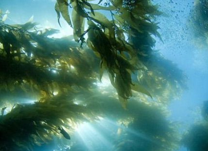 为什么是海藻肥?