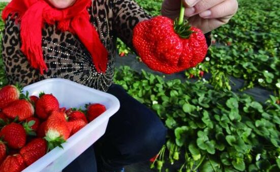 下边山东科邦海藻肥专家团队教你5招，增长草莓含糖量。