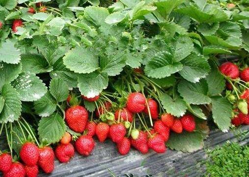 栽种户们日常必须要保持草莓棚膜的整洁