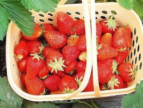  含糖量高的草莓消费者喜欢!科邦5招教你提高含糖量!
