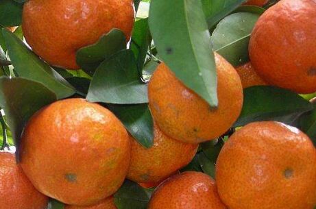 柑橘撒施的过程中科学施肥