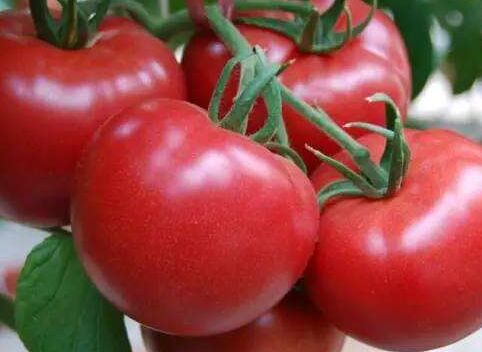瓜农很想知道的：西红柿转色难、膨果慢是怎么回事