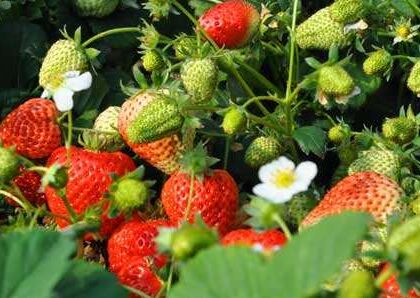 成为人们心头爱的草莓,背后离不开保花保果膨果肥